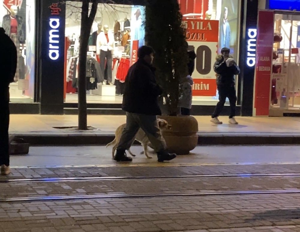 Evcil Hayvanıyla Yürürken Sokak Köpeklerinin Arasında Kaldı