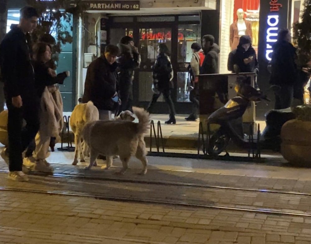 Evcil Hayvanıyla Yürürken Sokak Köpeklerinin Arasında Kaldı