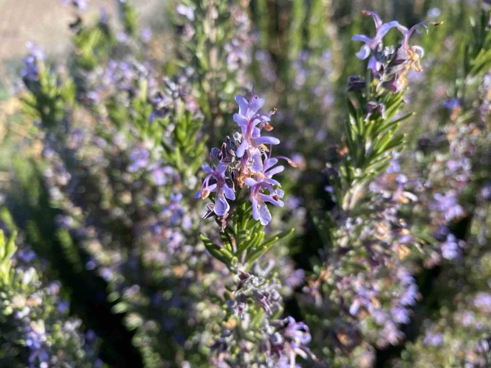 Yapılan 10 Yıllık Çalışma Sonucunda Artık Biberiye Üretilebiliyor