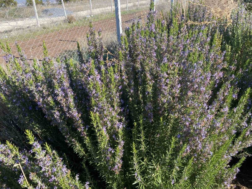 Yapılan 10 Yıllık Çalışma Sonucunda Artık Biberiye Üretilebiliyor