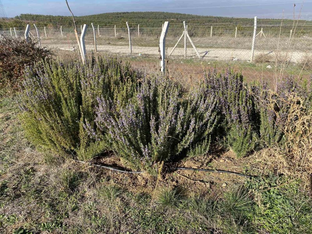 Yapılan 10 Yıllık Çalışma Sonucunda Artık Biberiye Üretilebiliyor