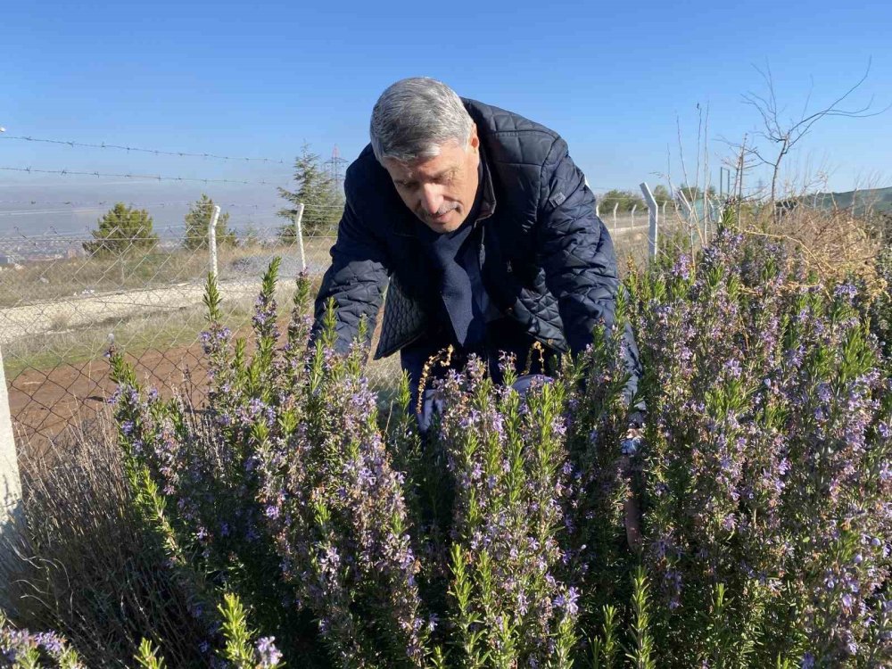 Yapılan 10 Yıllık Çalışma Sonucunda Artık Biberiye Üretilebiliyor