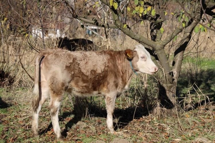 "Kırsalda Bereket Var" Projesiyle Üreticiye Büyükbaş Desteği