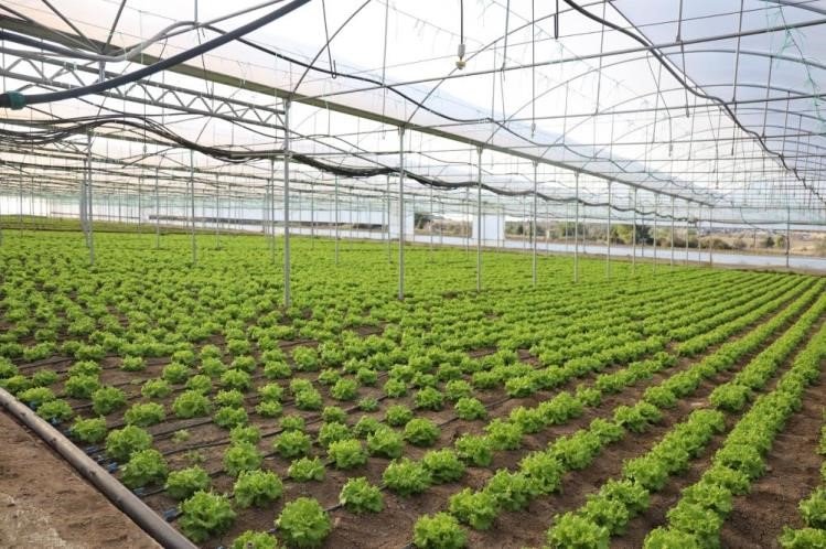 Yüzde 50 Hibeli Modern Sera Üretime Katkı Sağlıyor