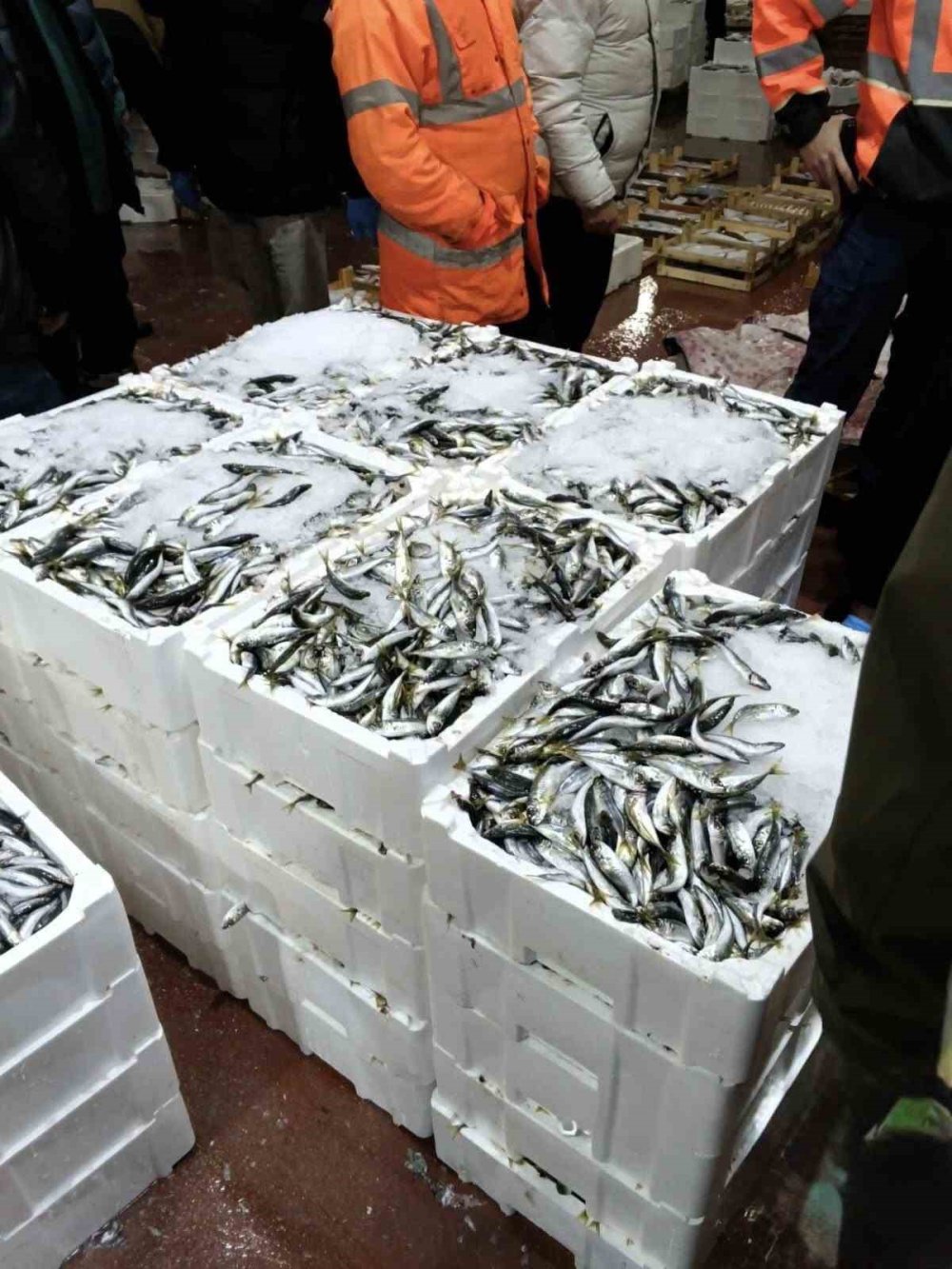 Balık Halinde Gece Operasyonu