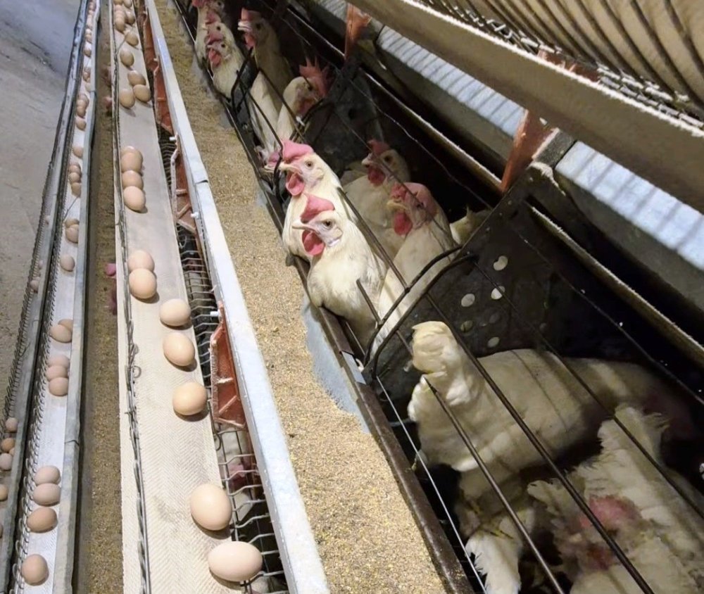 Ticari Yumurtacı Tavukçuluk İşletmesinde İlk Resmi Denetim