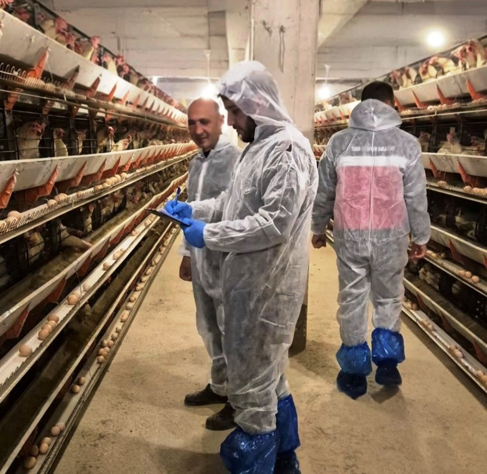 Ticari Yumurtacı Tavukçuluk İşletmesinde İlk Resmi Denetim