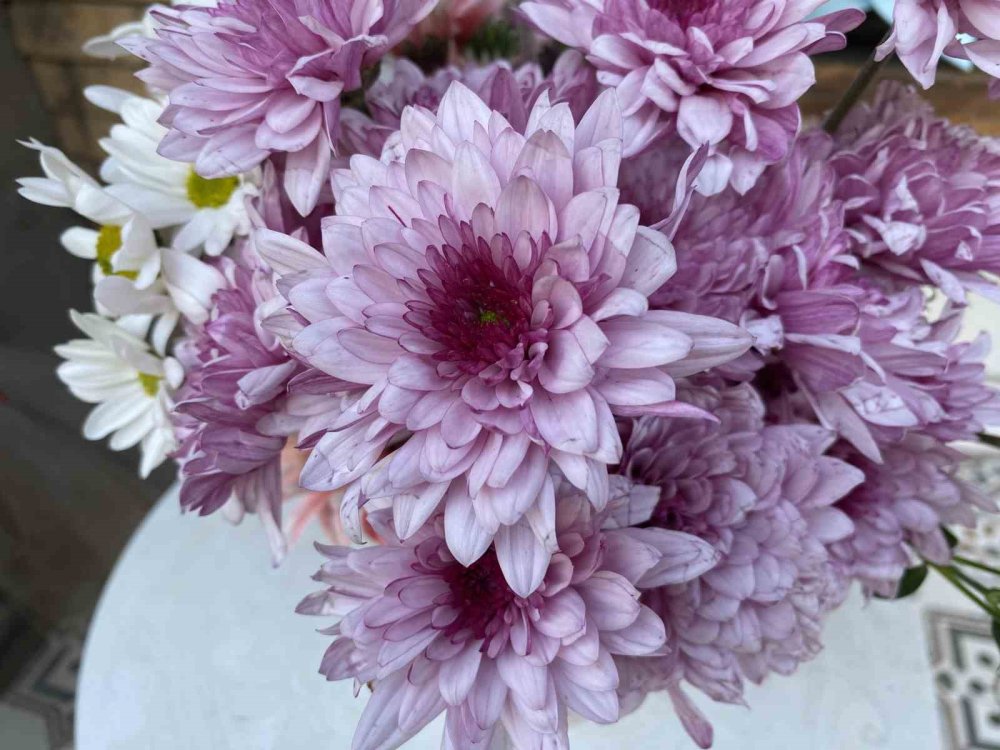 Bir Saksıya Ayırdığı Çiçekleri Küçük Çocuklar İçin Ücretsiz Yaptı