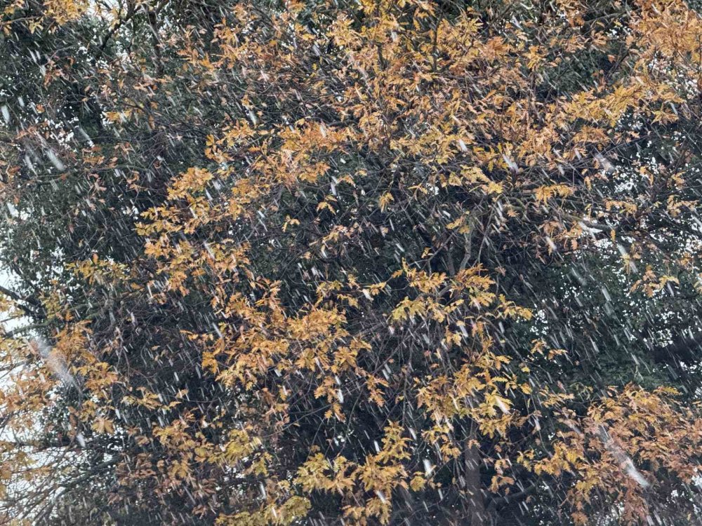 Lapa Lapa Yağdı, Aniden Bitti