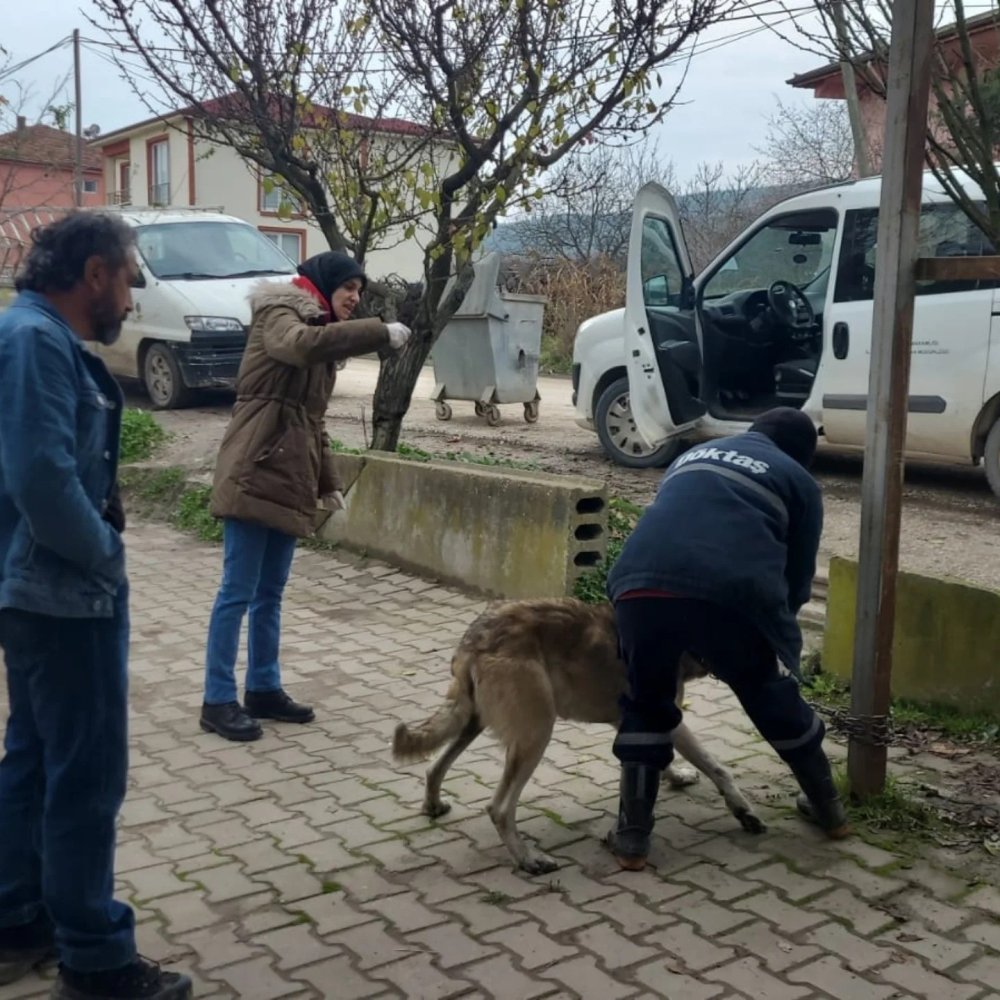 Evcil Hayvanlar Kayıt Altına Alınıyor
