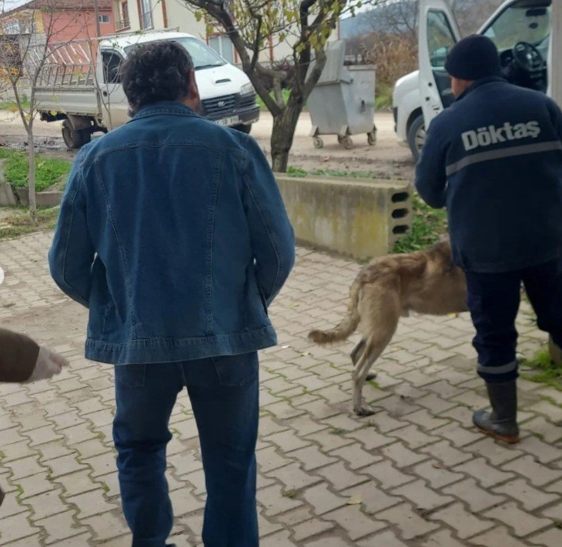 Evcil Hayvanlar Kayıt Altına Alınıyor