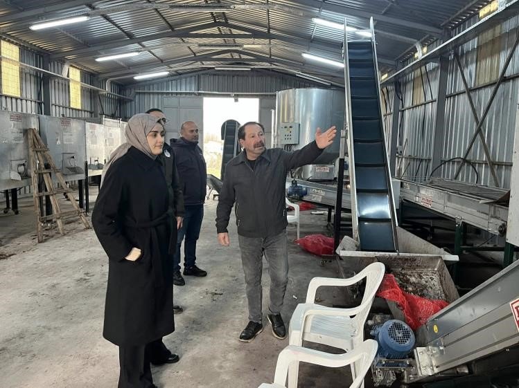 Ceviziyle Öne Çıkan Gölpazarı’nda Üretim Zinciri Güçleniyor