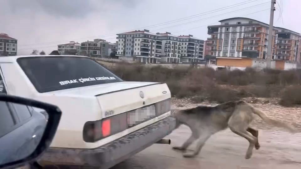Köpeği Aracın Arkasına Bağlayarak Seyretti