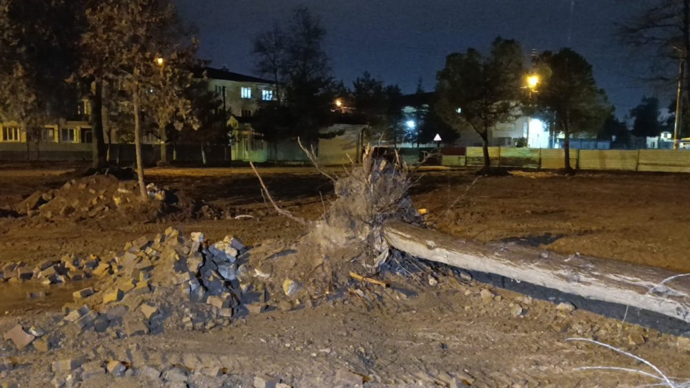 Rüzgarın Etkisiyle Ağaç Devrildi