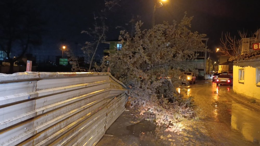 Rüzgarın Etkisiyle Ağaç Devrildi