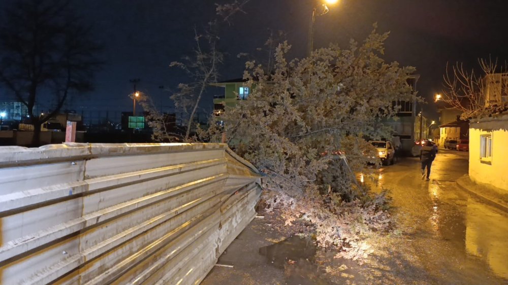 Rüzgarın Etkisiyle Ağaç Devrildi