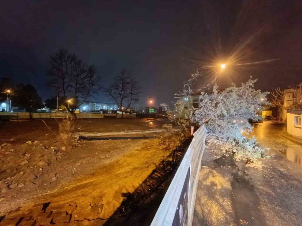 Rüzgarın Etkisiyle Ağaç Devrildi