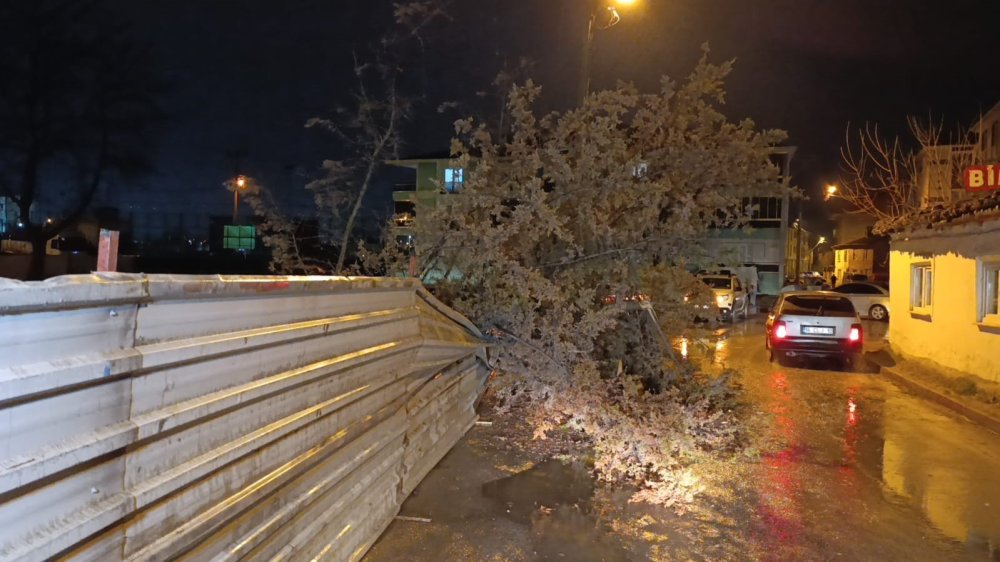 Rüzgarın Etkisiyle Ağaç Devrildi