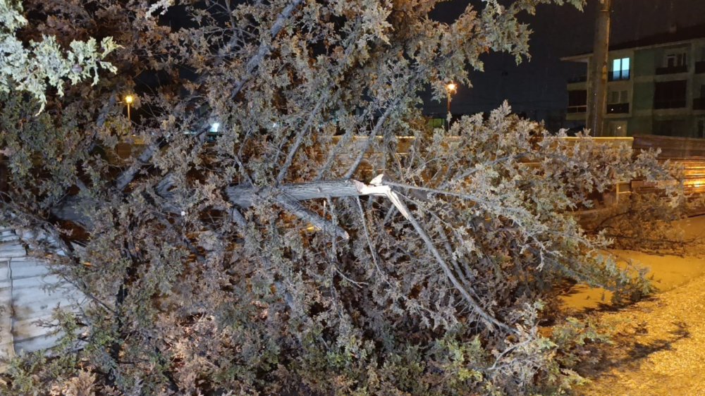 Rüzgarın Etkisiyle Ağaç Devrildi