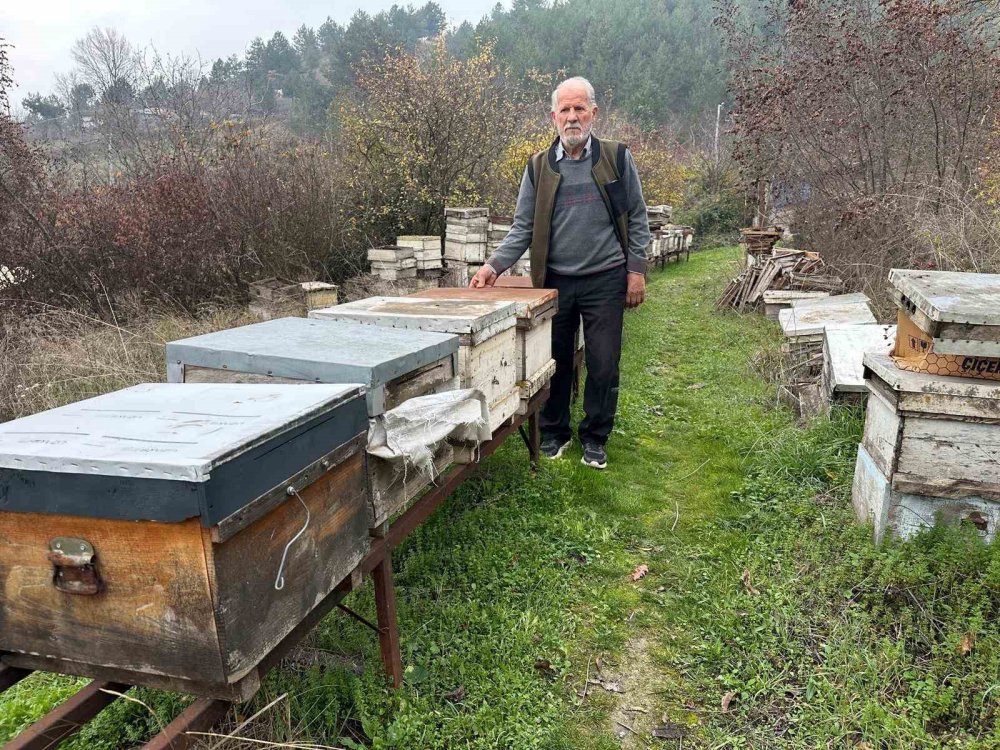 Zirai İlaç Yüzünden Milyonlarca Arısı Kovana Dönemeden Öldü