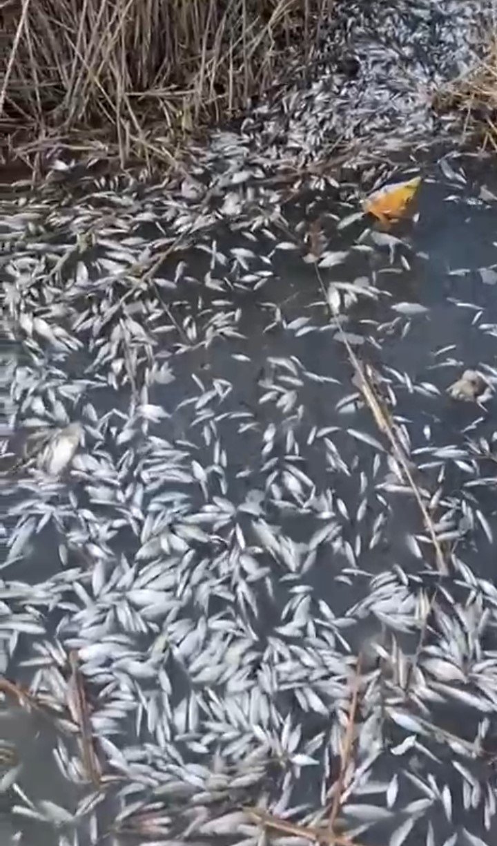 Binlerce Balık Gölde Ölü Bulundu