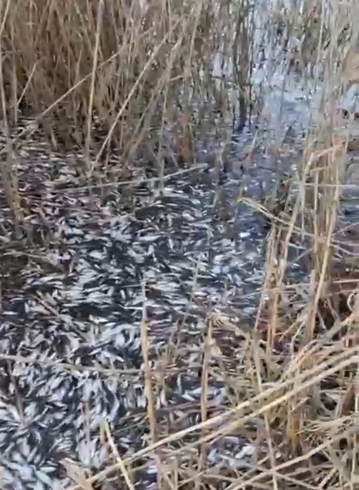 Binlerce Balık Gölde Ölü Bulundu