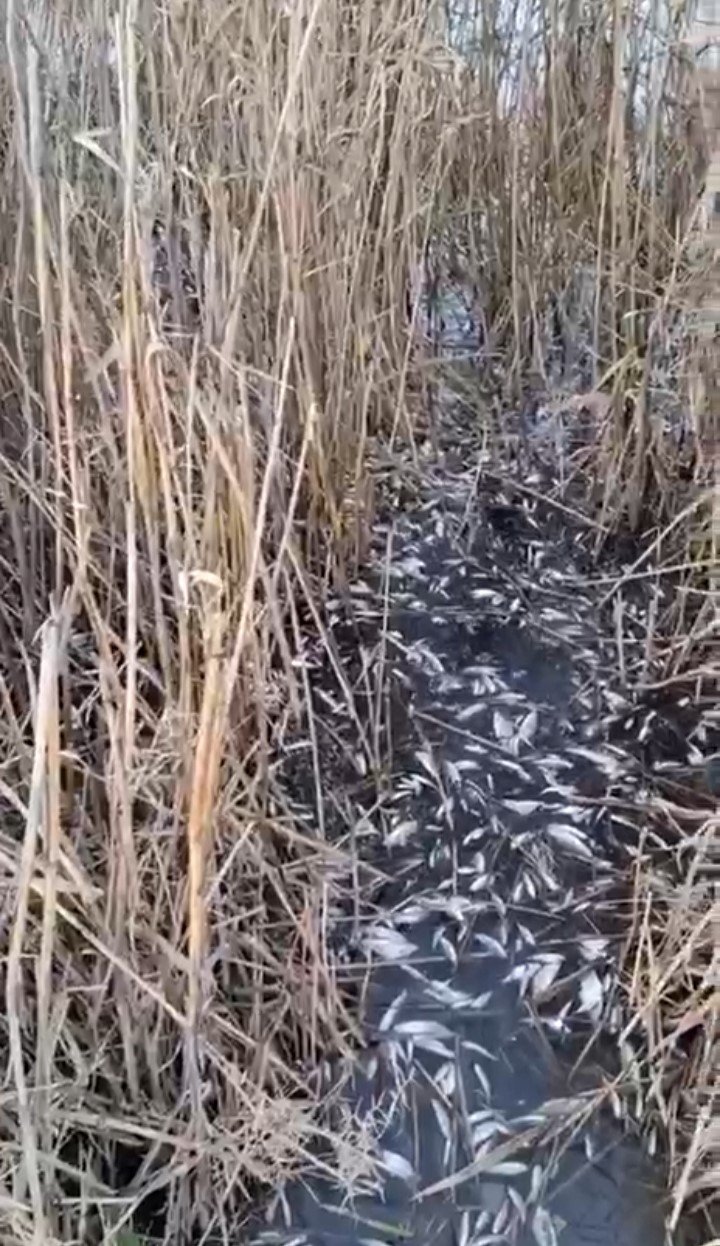 Binlerce Balık Gölde Ölü Bulundu