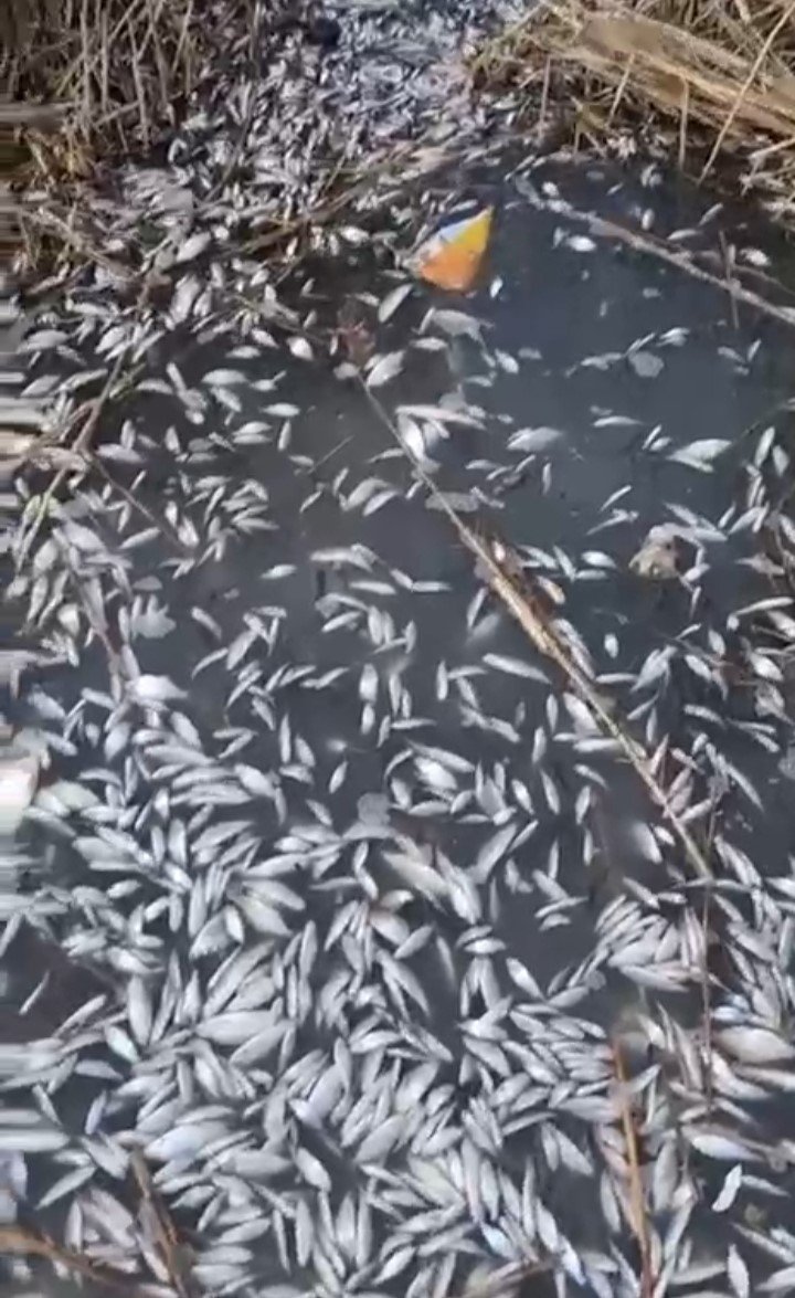 Binlerce Balık Gölde Ölü Bulundu