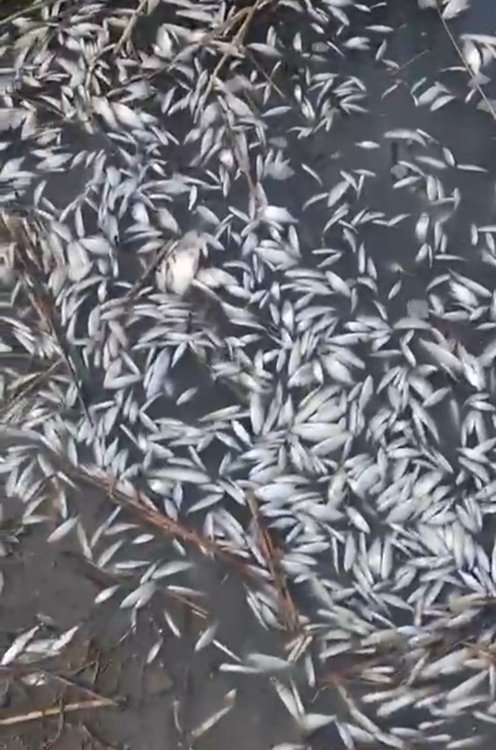 Binlerce Balık Gölde Ölü Bulundu