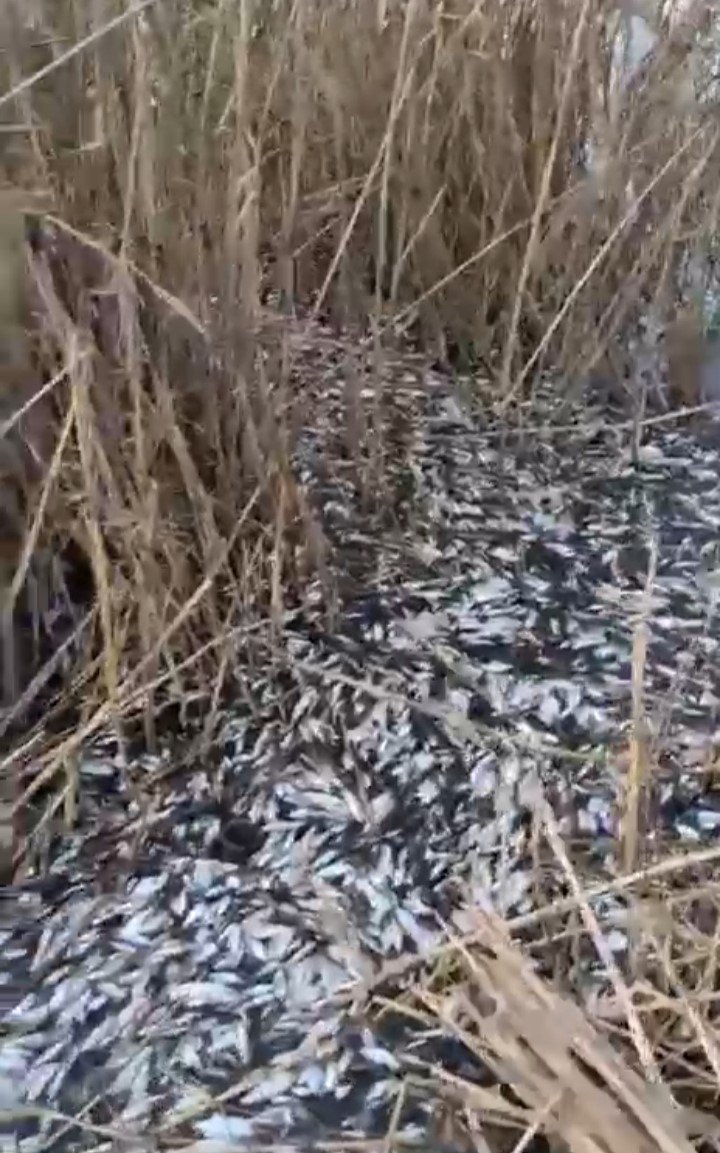 Binlerce Balık Gölde Ölü Bulundu