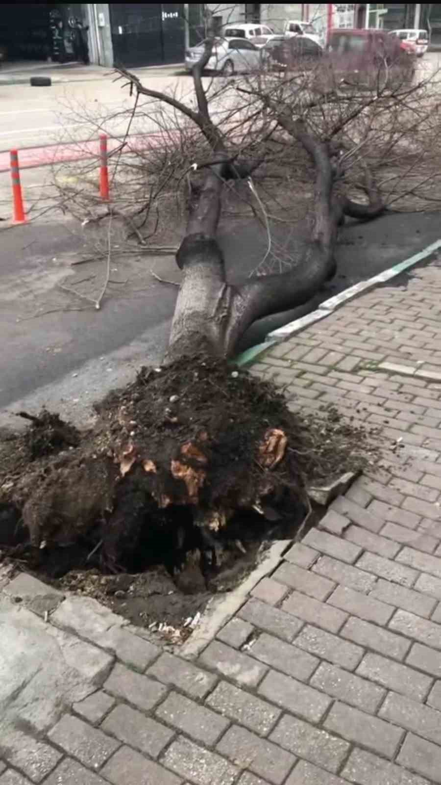 Çatı Ve Prefabrik Evler Uçtu, Ağaçlar Kırıldı