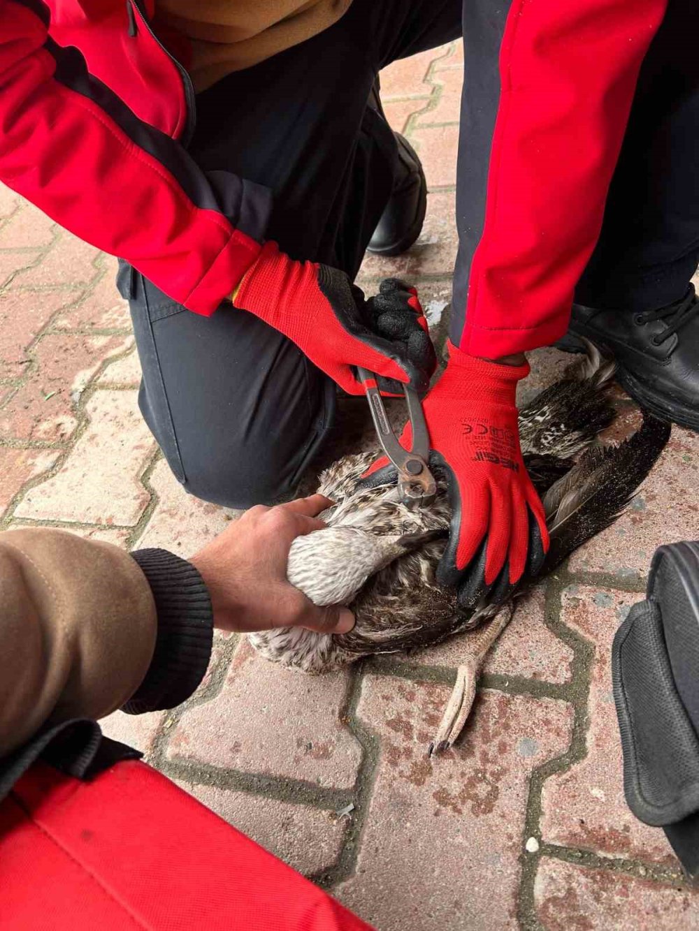 Balıkçının Oltasına Takılan Martıyı 911 Ekipleri Kurtardı