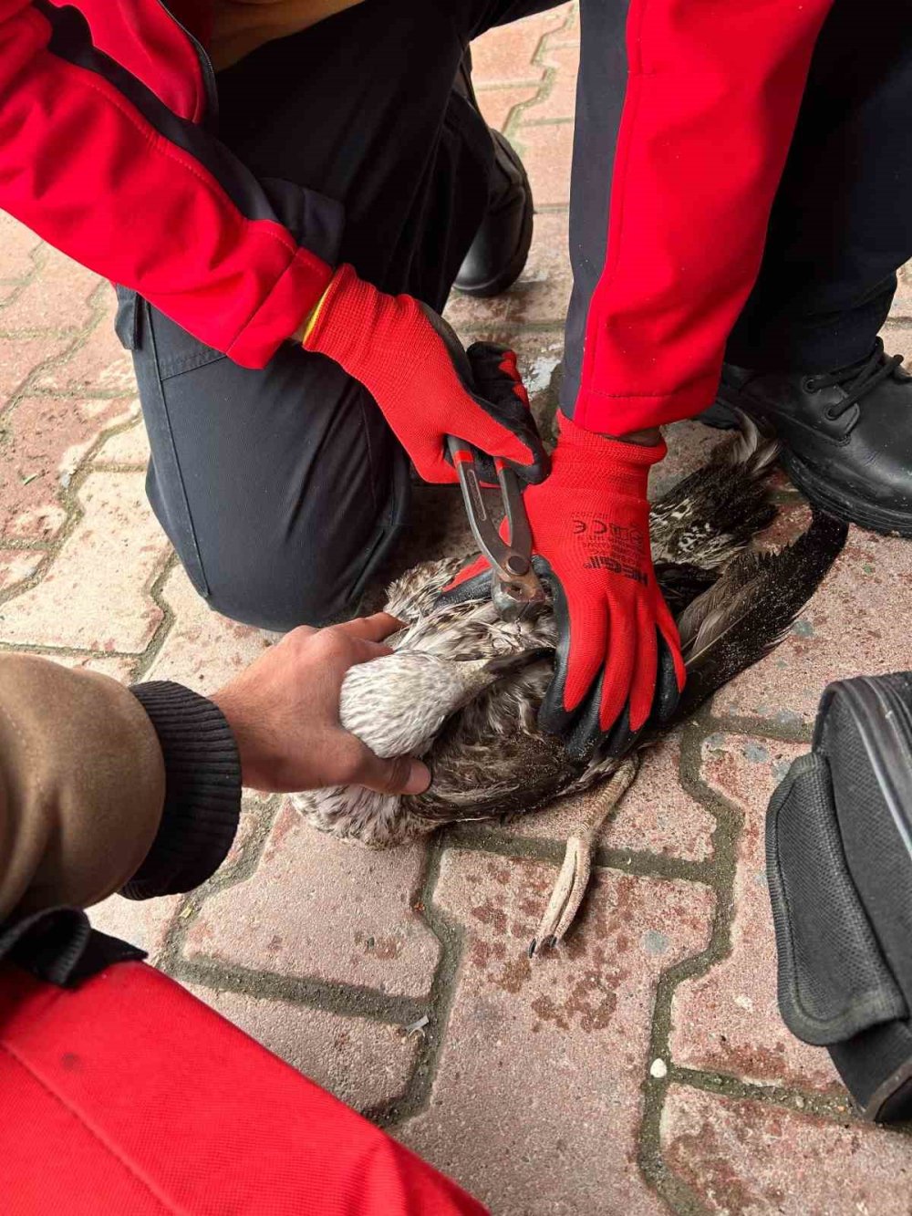 Balıkçının Oltasına Takılan Martıyı 911 Ekipleri Kurtardı