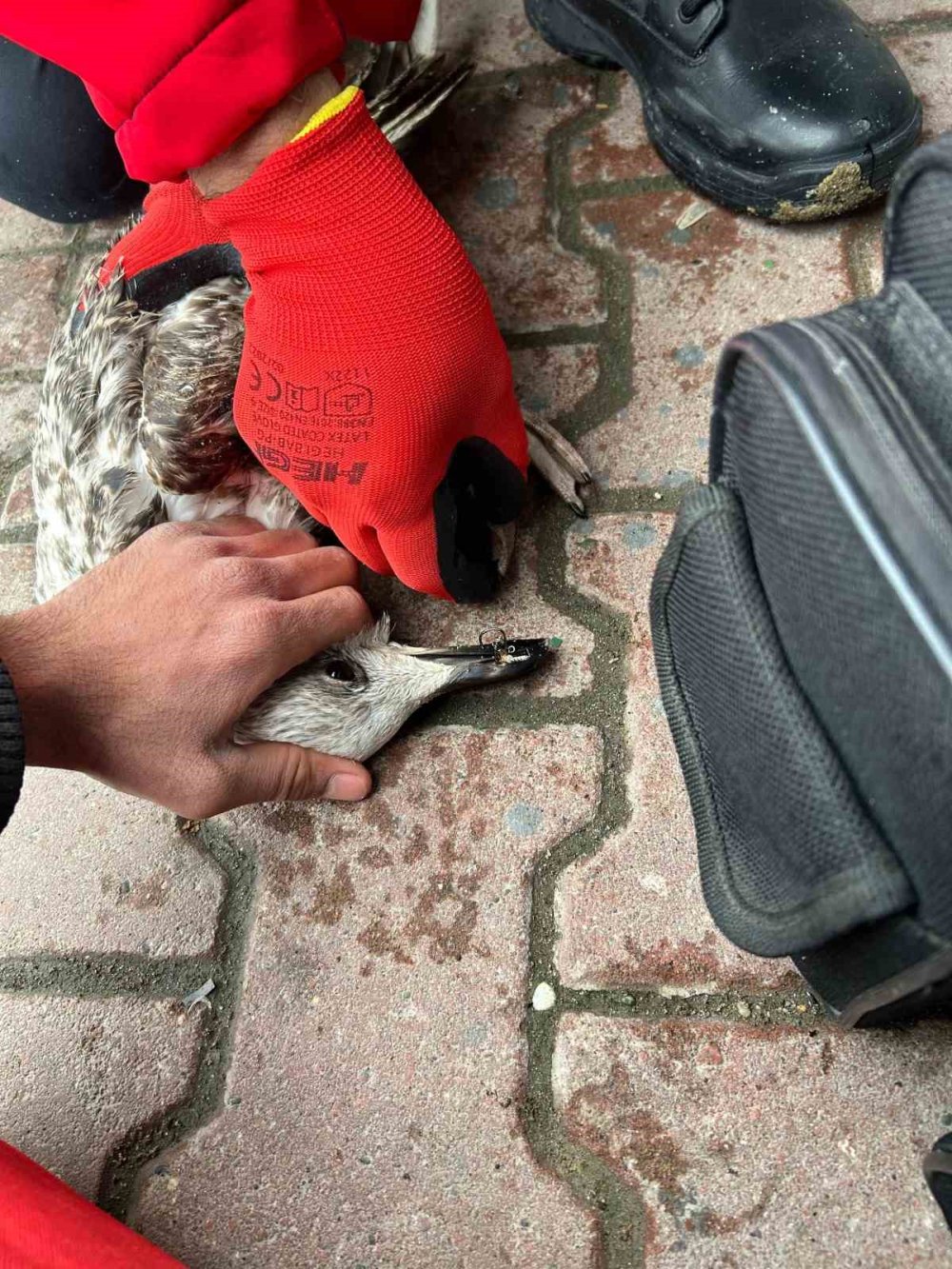 Balıkçının Oltasına Takılan Martıyı 911 Ekipleri Kurtardı