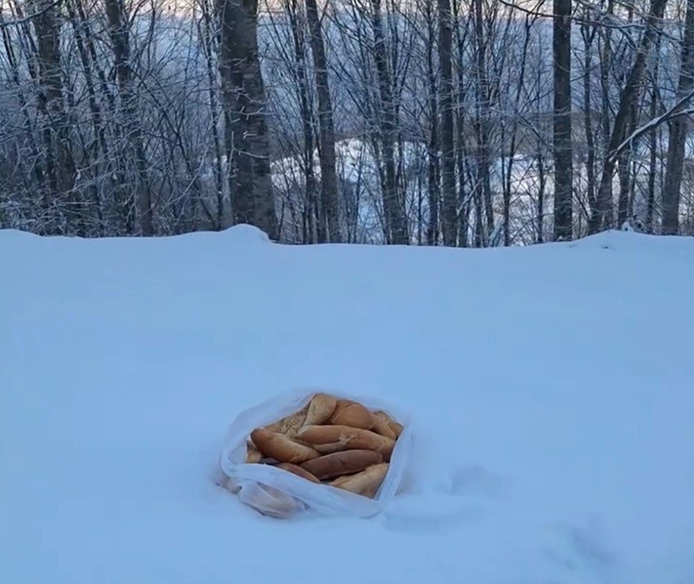 Dağa Çıktı, İki Geyikle Karşılaştı