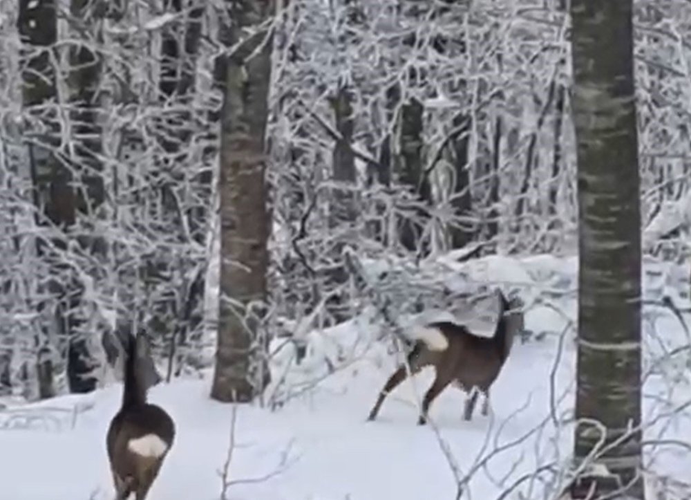 Dağa Çıktı, İki Geyikle Karşılaştı