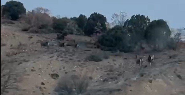 Kaçan Geyikler Vatandaşın Kamerasına Takıldı