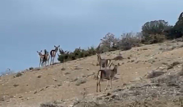 Kaçan Geyikler Vatandaşın Kamerasına Takıldı