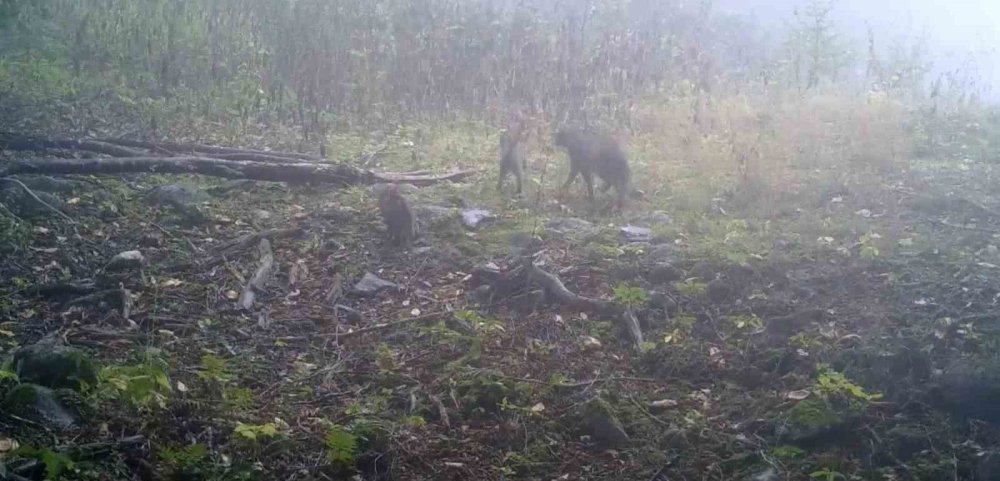 Sisler Arasında Anne Yaban Kedisi Ve Yavruları Görüntülendi