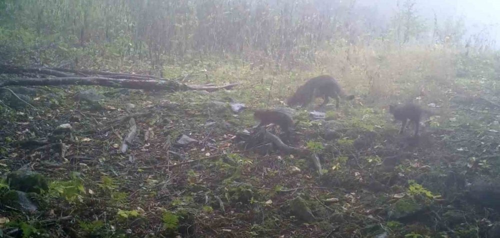 Sisler Arasında Anne Yaban Kedisi Ve Yavruları Görüntülendi