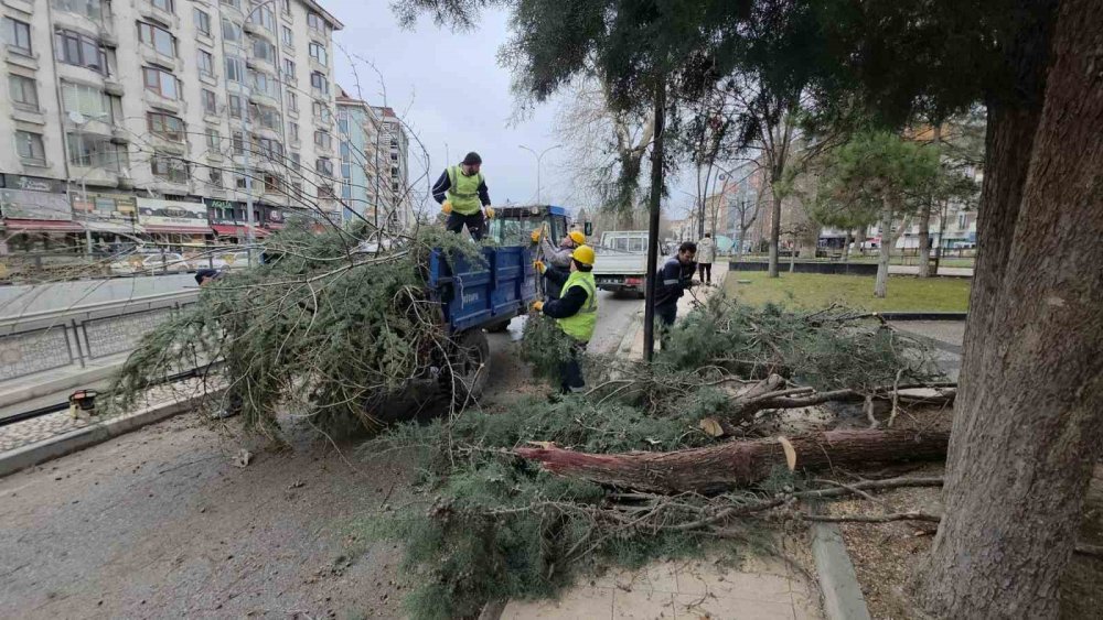 Fırtına Ve Aşırı Rüzgâr Ağaçları Devirdi