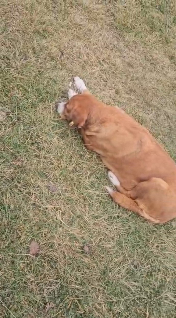 Hayvansever Kadın İle Belediye Personeli Arasında Köpek Tartışması