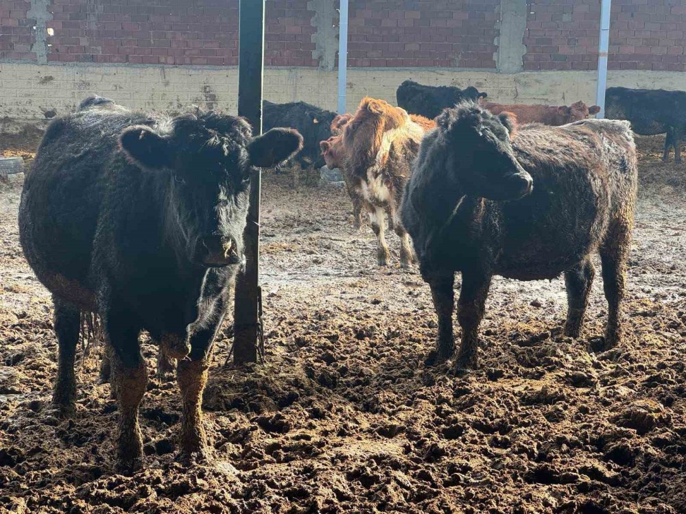 Teslim Edilen Büyükbaş Hayvanların Kontrol Ve Muayeneleri Yapıldı