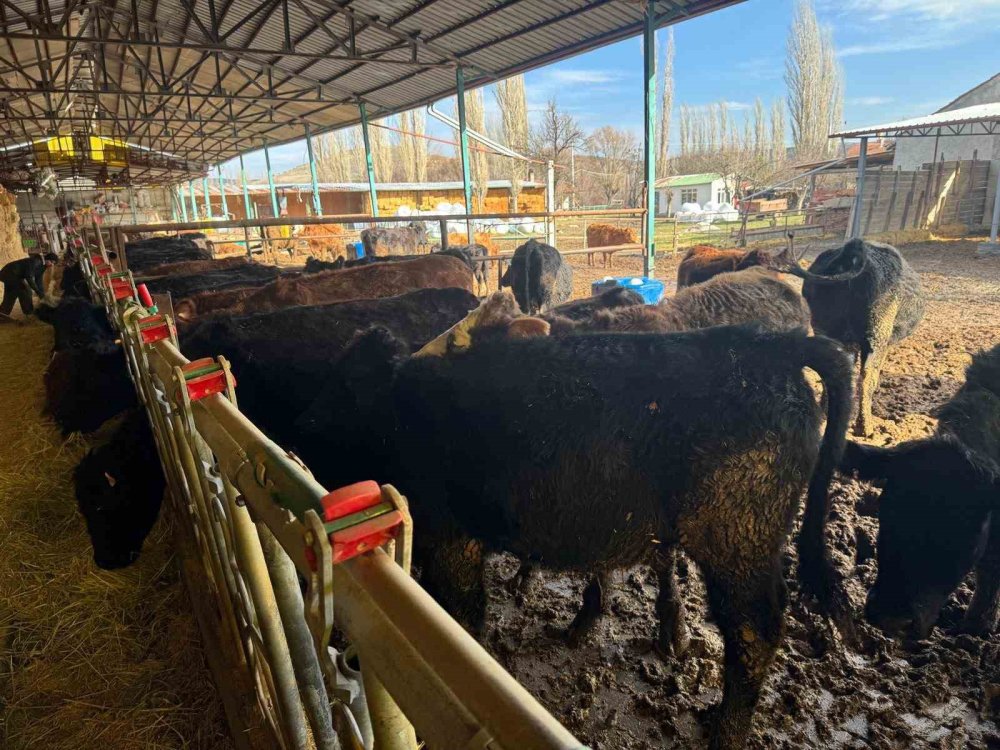 Teslim Edilen Büyükbaş Hayvanların Kontrol Ve Muayeneleri Yapıldı