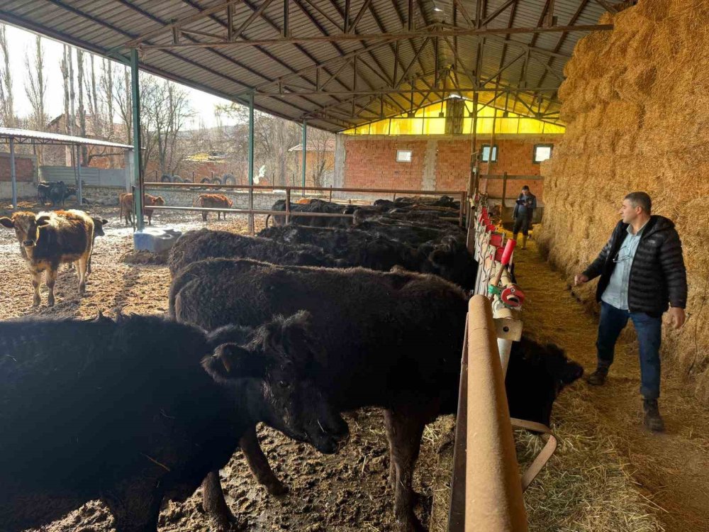 Teslim Edilen Büyükbaş Hayvanların Kontrol Ve Muayeneleri Yapıldı