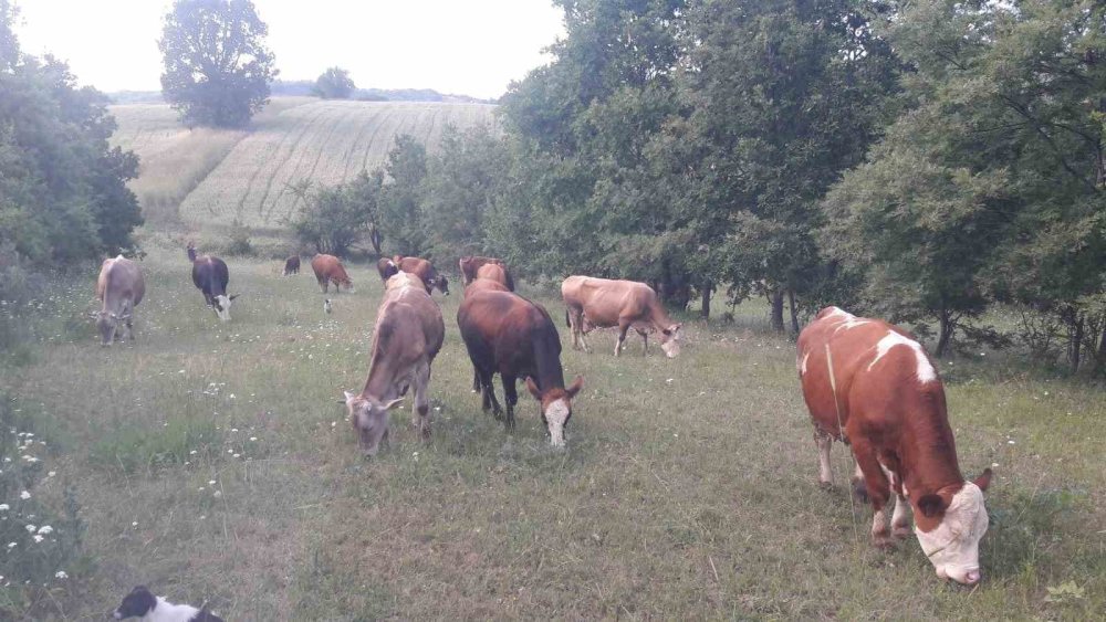 Bilecik’te Şap Alarmı!