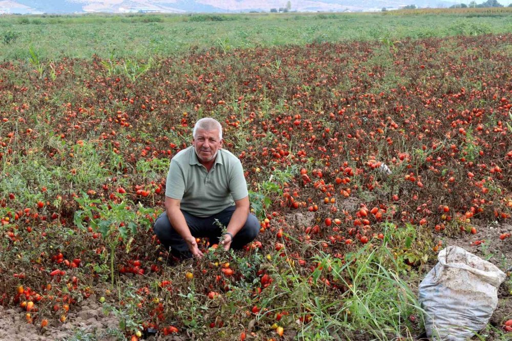 Çiftçilerden Çağrı: "Üretim Maliyetleri Baskılanamaz Hale Geldi"