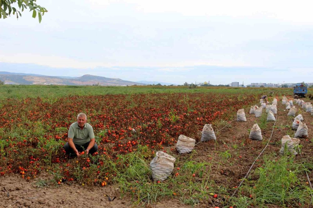 Çiftçilerden Çağrı: "Üretim Maliyetleri Baskılanamaz Hale Geldi"