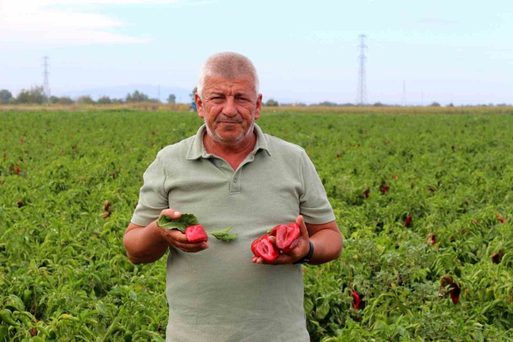 Çiftçilerden Çağrı: "Üretim Maliyetleri Baskılanamaz Hale Geldi"