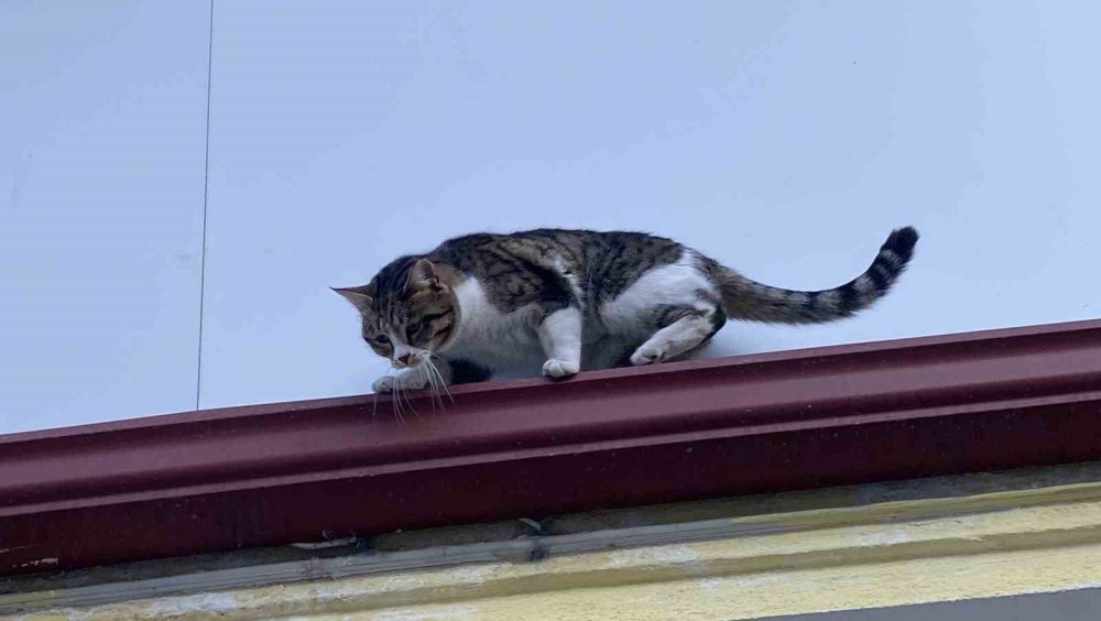 Çatıda Mahsur Kalmış Gibi Bağırıp Gençlerle Oynayan Kedi Yine Aynısını Yaptı